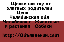 Щенки ши-тцу от элитных родителей › Цена ­ 8 000 - Челябинская обл., Челябинск г. Животные и растения » Собаки   